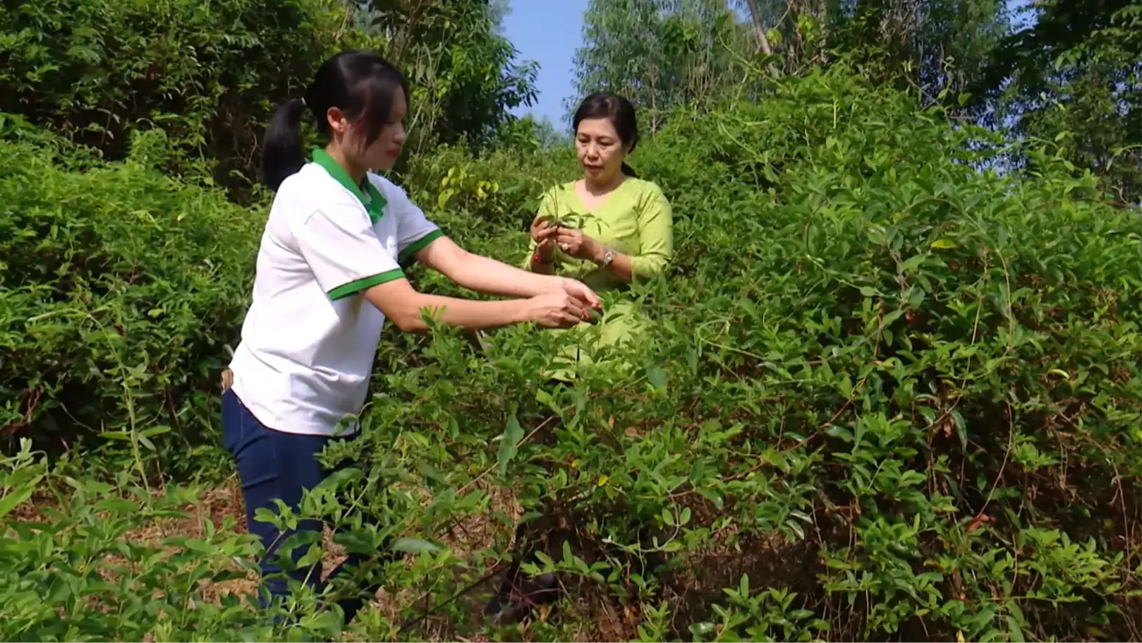 Phát triển nông nghiệp xanh bền vững | Chuyển đổi xanh | 23/11/2025
